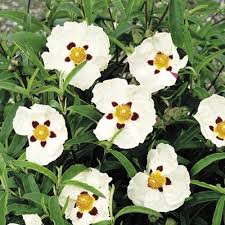 cistus alan fradd at beechmount garden centre