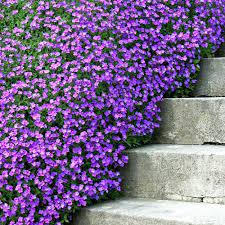 Aubrieta Bicolour at beechmount garden centre