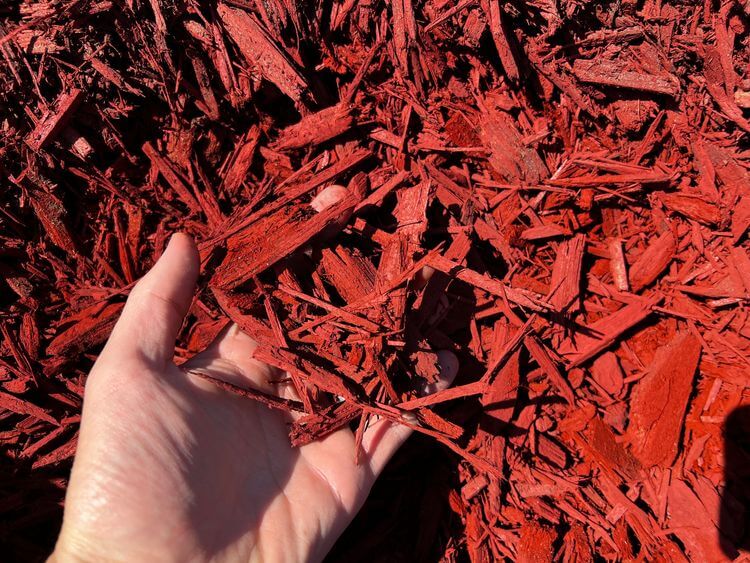 scarlet red bark