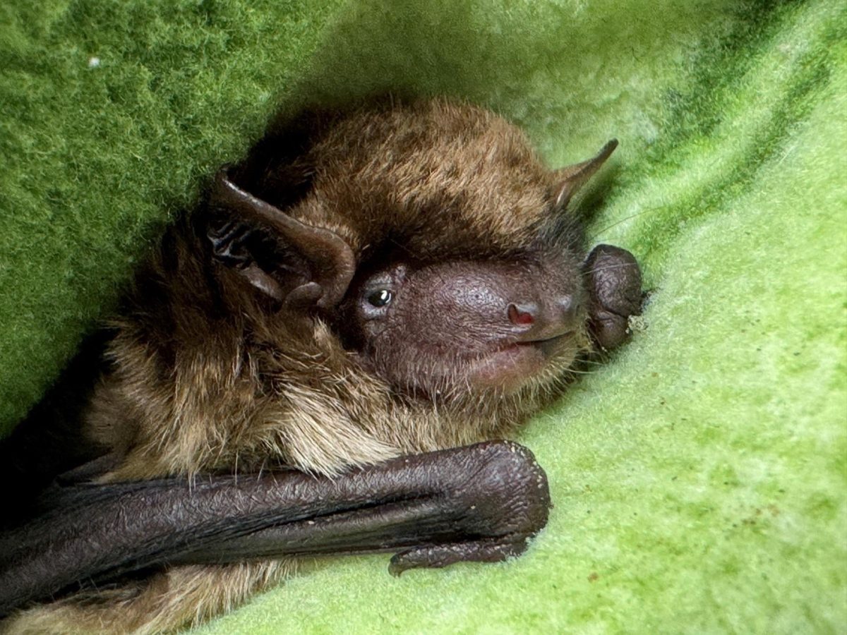 Eek is a brown bat at the Eagle Creek discovery center. “He was found with a wing injury and is unable to fly,” Heidi Shoemaker said. He is kept at the facility as an ambassador for wild bats. "He helps teach the public about wild bats!” Shoemaker added. Shoemaker also shared that, “Bats in Indiana sometimes do ‘mini migration’ where they will move to southern Indiana caves where its warmer.”  Unfortunately, because of the wavering Indiana weather, bats can be tricked by semi-warm weather and come out of hibernation when it’s not time yet.  