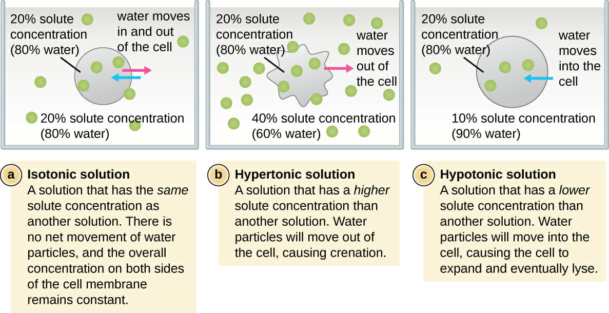 Isotonic Vs Hypotonic Vs Hypertonic Solution Biology