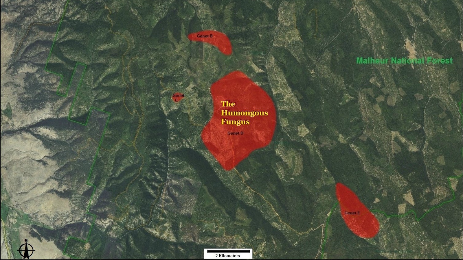 Aerial map view highlighting the Humongous Fungus in red within Malheur National Forest, with labeled sections "Genet D" and "Genet E." A scale bar indicates 2 kilometers.