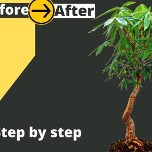 How to make Bombax Ceiba Bonsai Easily Step by step