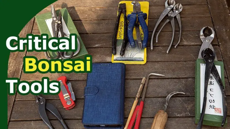 5 crucial bonsai tools (Your christmas wishlist!)