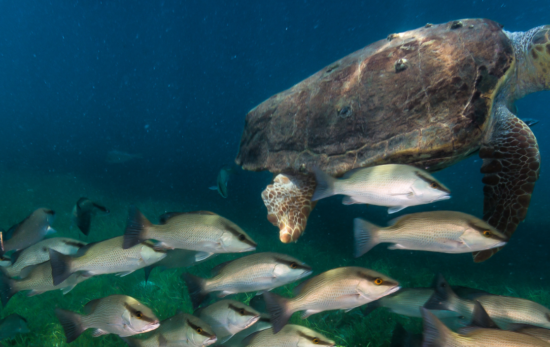 loggerhead-turtle-sea turtle-underwater-ocean