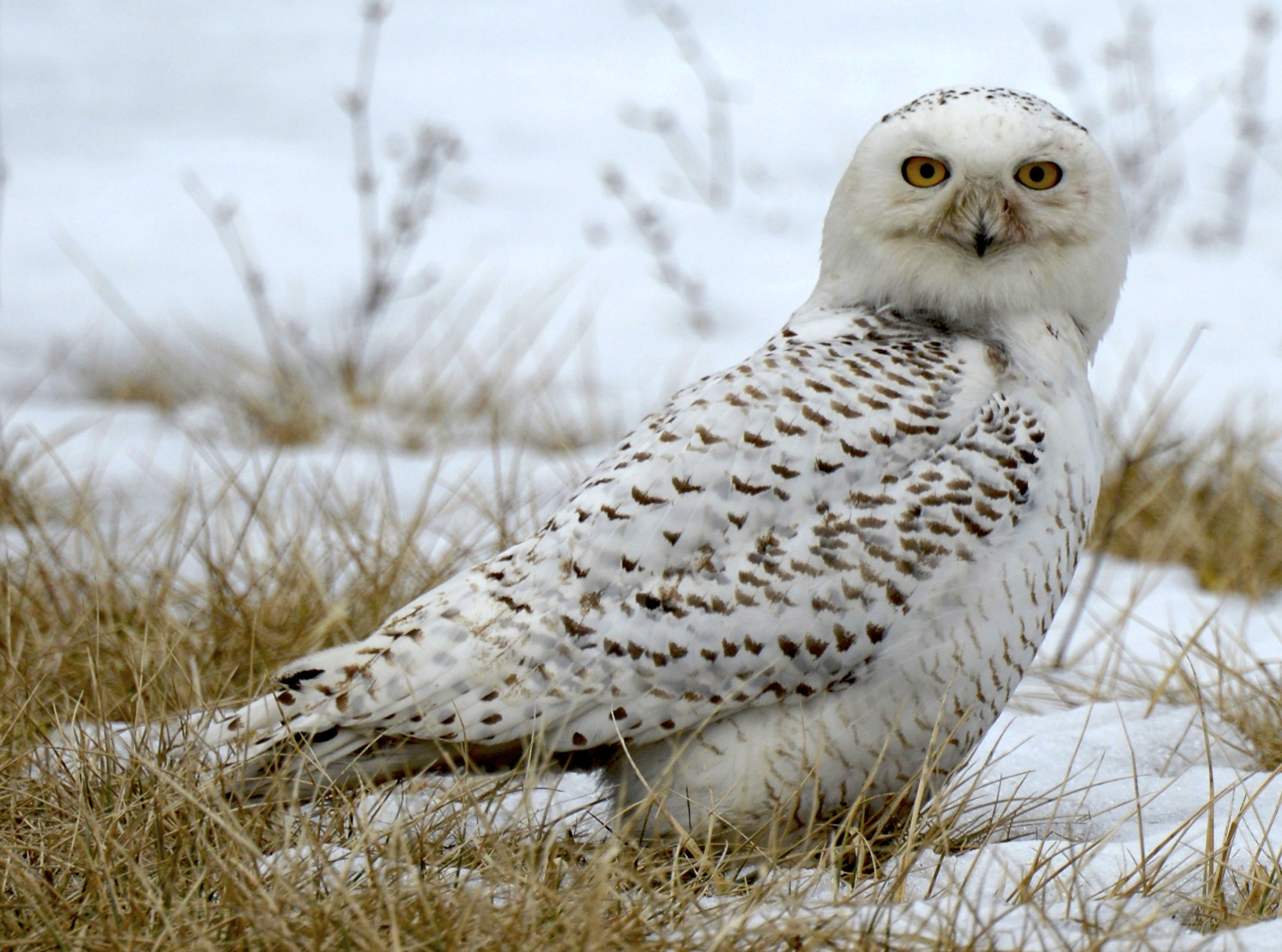 Great White Owl