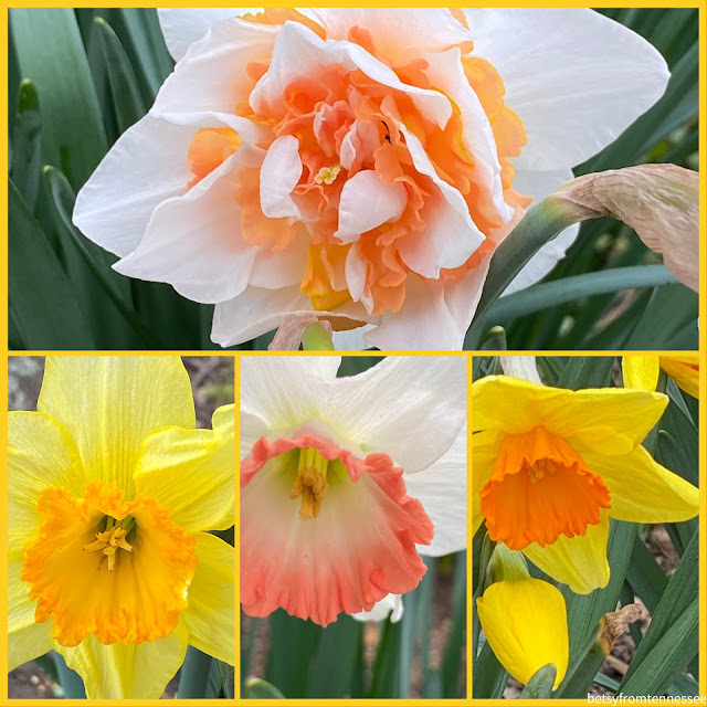 Early Spring in our Yard -March, 2021