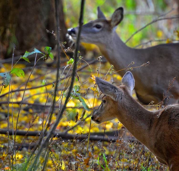 Fawn and doe grazing in the autumn sun.