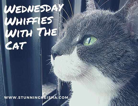 I love our new windows! Wednesday Whiffies With The Cat