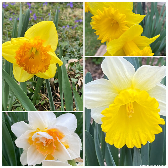 Early Spring in our Yard -March, 2021