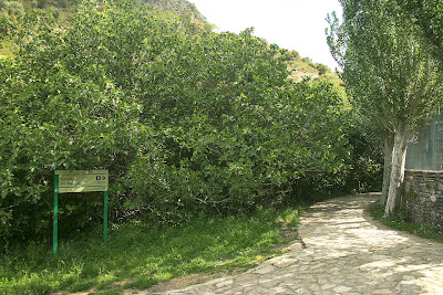 Sendero del Majaceite