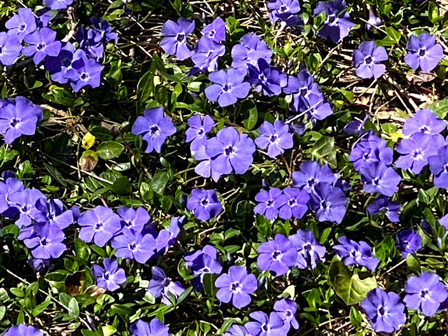 Early Spring in our Yard -March, 2021