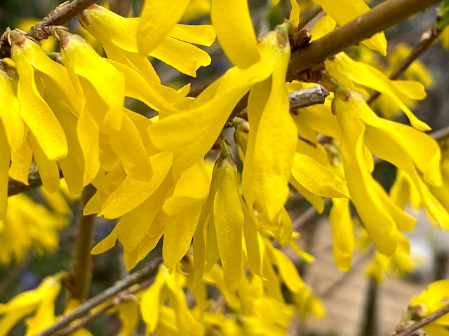 Early Spring in our Yard -March, 2021