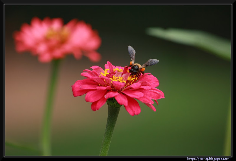 Lalbagh Flower Show August 2011