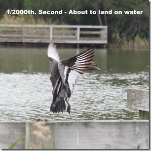 Fast speed landing duck -> sharp