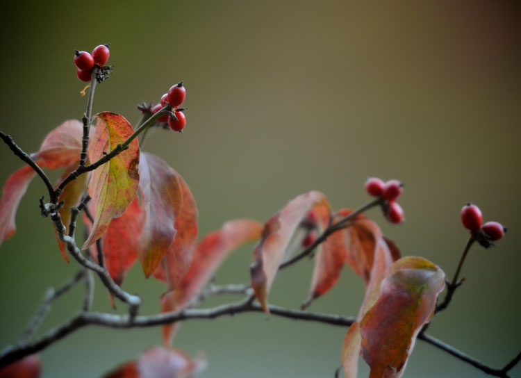 It was a wonderful surprise to find these beautiful dogwood berries completely covering a large tree. Knowing the beautiful berries of a dogwood tree will be around for a while for our enjoyment and to help feed the birds makes me happy!