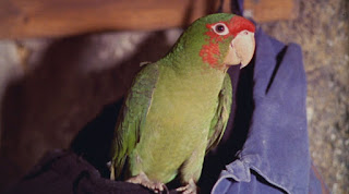 Papegojan
