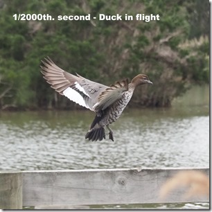 Fast speed flying duck -> sharp