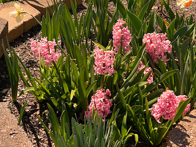 Early Spring in our Yard -March, 2021