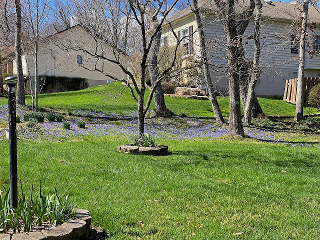 Early Spring in our Yard -March, 2021