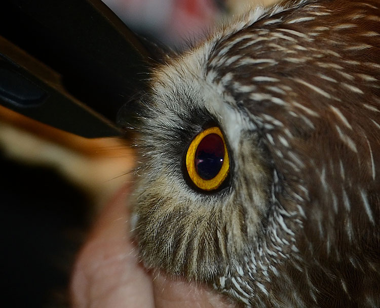 Closeup of a Northern Saw Whet Owl's facial disk. Closeup of a Northern Saw Whet Owl's facial disk.