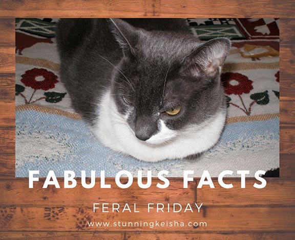 Learn all about me except why I look annoyed. Fabulous Facts for Feral Friday