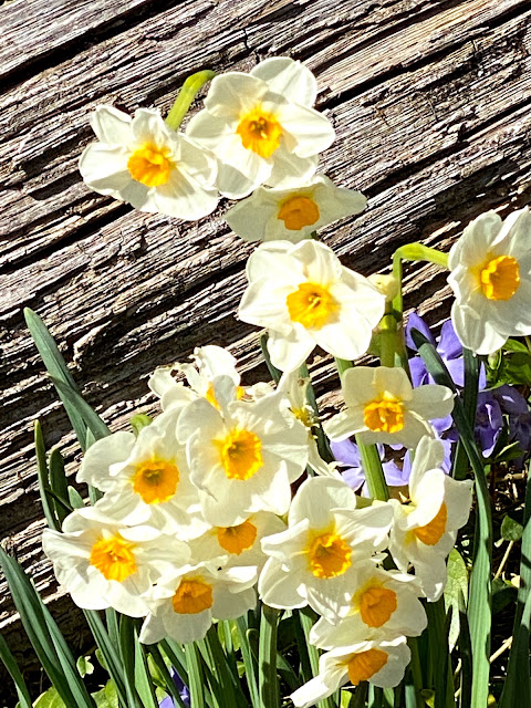 Early Spring in our Yard -March, 2021