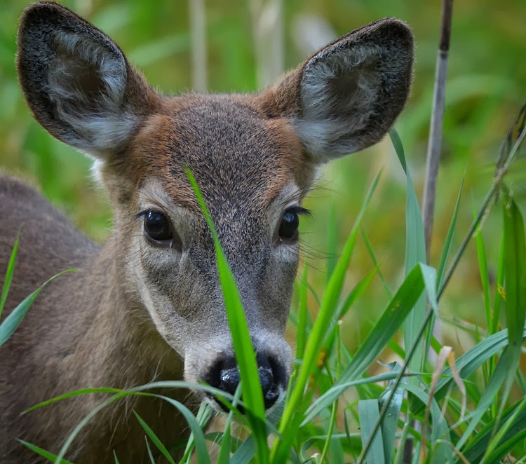 White-tailed Deer (Odocoileus virginianus). The super long "eyelashes" on a deer are actually vibrissae (feelers or whiskers) White-tailed Deer (Odocoileus virginianus) - a young male fawn, or button buck
