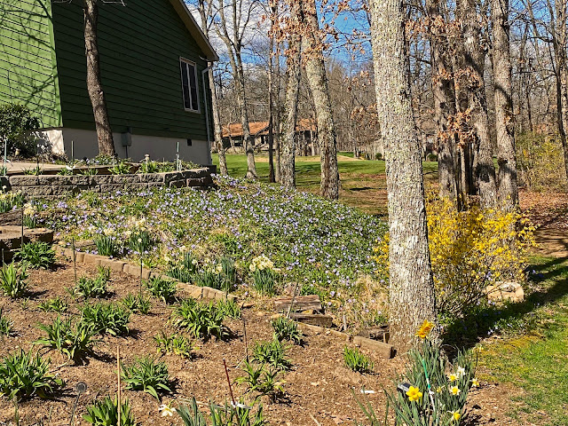 Early Spring in our Yard -March, 2021