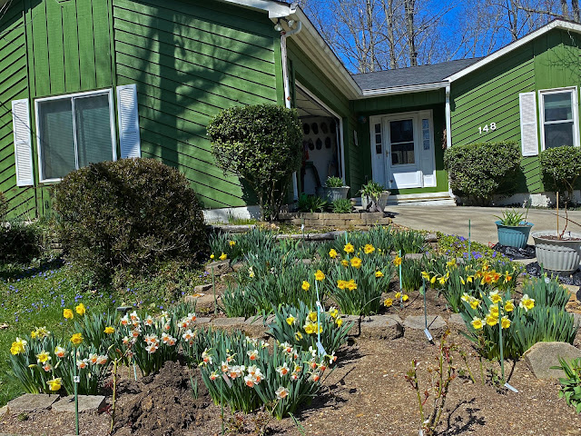 Early Spring in our Yard -March, 2021