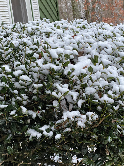 Snow on the Holly Bush!!! 12/1/20