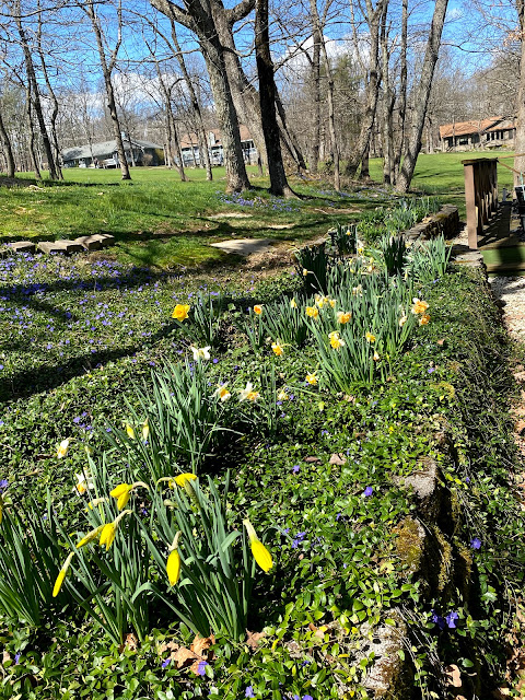 Early Spring in our Yard -March, 2021