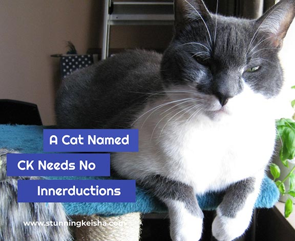 You should know me by now. A Cat Named CK
