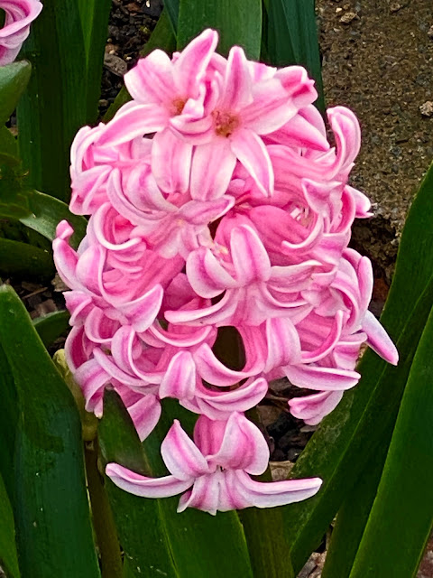 Early Spring in our Yard -March, 2021
