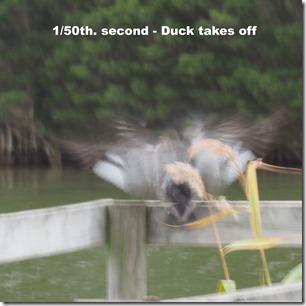 Slow speed moving duck -> blur