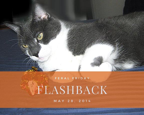 The crinkle ball is hiding. Crinkly Flashback Feral Friday
