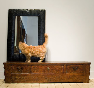 shoe bench with cat