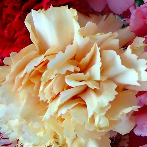 Carnations