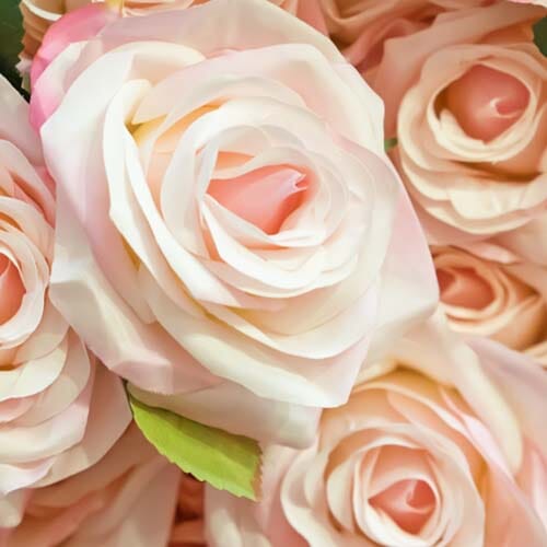 Blush Flowers