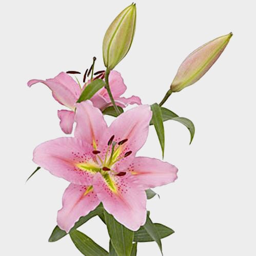 Lily Pink 3-5 Blooms