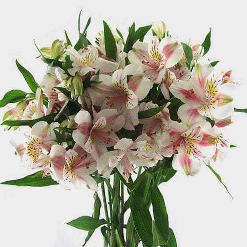 White Alstroemeria Flower