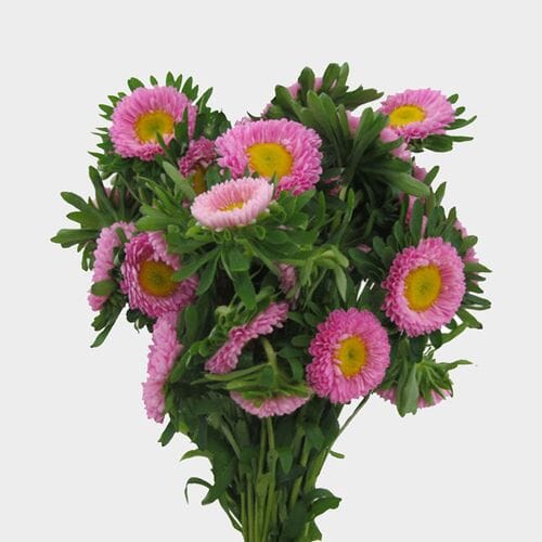 Matsumoto Aster Pink Flowers