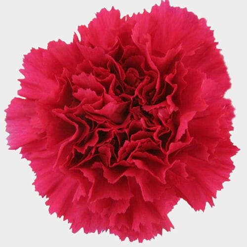 Wholesale flowers: Hot Pink Carnation Flowers - Fancy