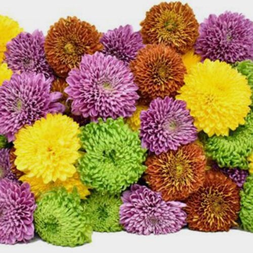 Mum Ball Assorted Flowers Bulk