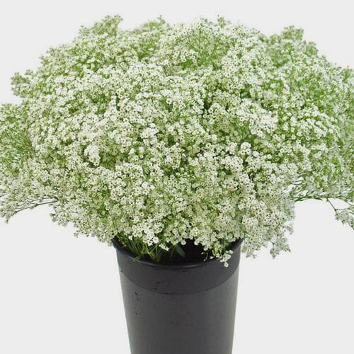 Gypsophila Wild Pearl Flowers Bulk Pack