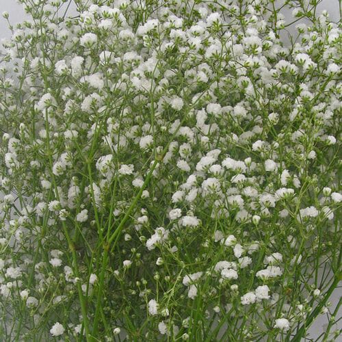 Bulk flowers online - Gypsophila Bouquet Grade Bulk Pack