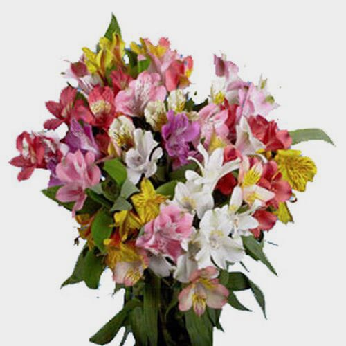 Alstroemeria Super Select Assorted Bulk