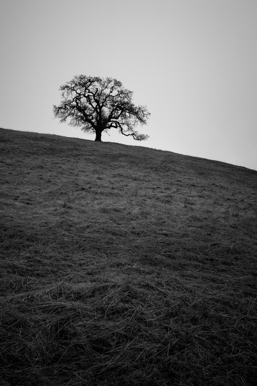 Lone oak tree on a hill in Joseph D. Grant County Park in Mount Hamilton, California