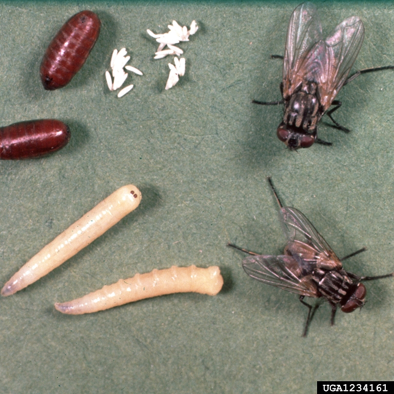 Life Cycle Of A Housefly