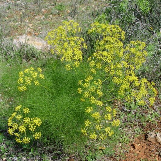 Dill Weed Seeds for Sale